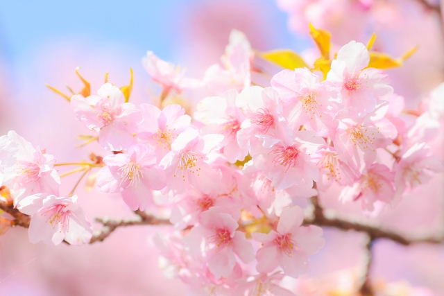 春の満開のピンクの桜